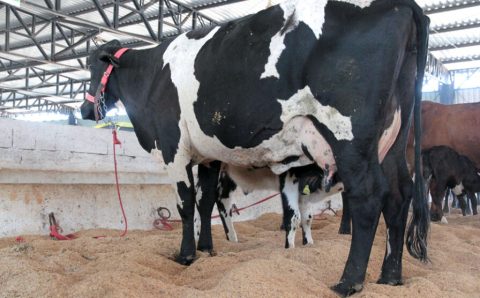 Conheça as diferenças entre os produtos lácteos: leite, creme de leite e leite condensado