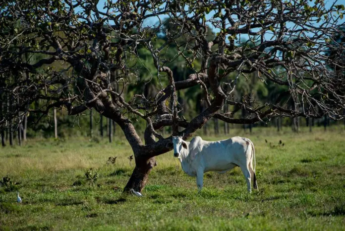 MT: Sema aprimora Cadastro Ambiental Rural para garantir a regularização dos imóveis