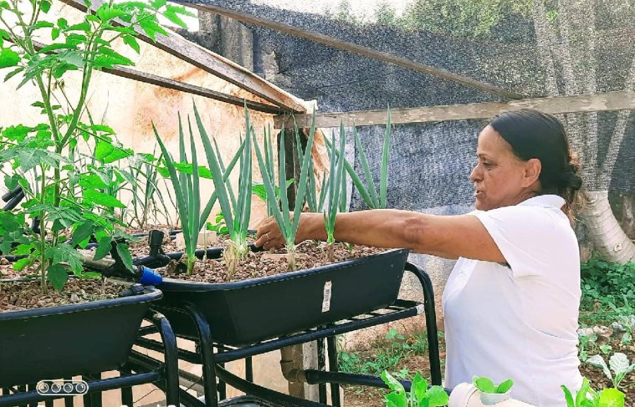 MT:  Escola estadual desenvolve projeto que reutiliza água da criação de peixes para cultivo de hortaliças