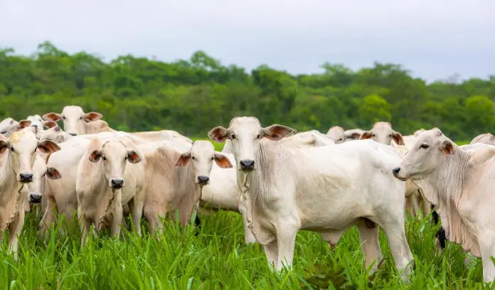 MT:   Febre Aftosa: com retirada da vacina em 2023, pecuarista de MT terá papel fundamental