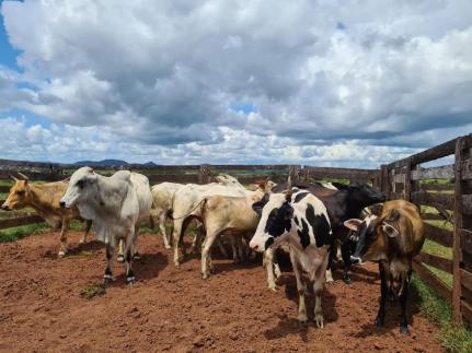 Golpista que causou prejuízo de R$ 2 milhões a pecuaristas de MT é preso em Goiás