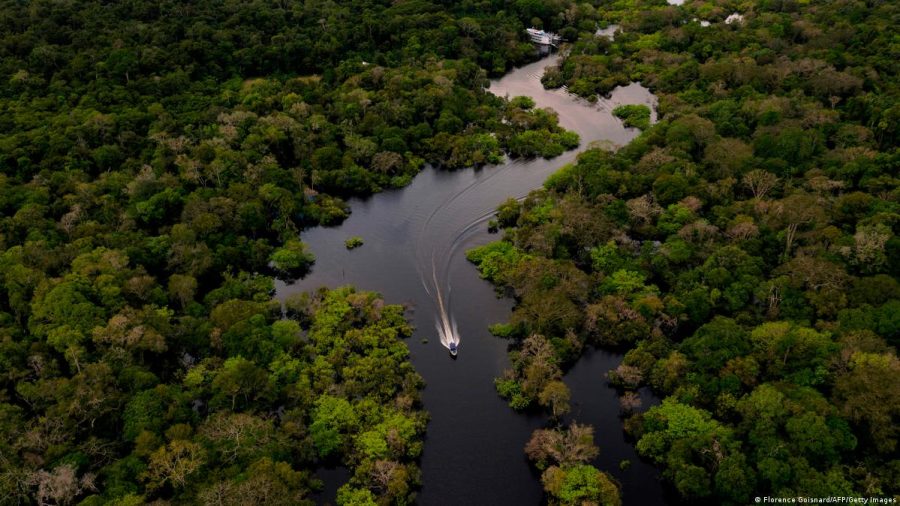 “A floresta produz mais riqueza do que o gado”