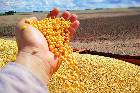 MT:  PRODUÇÃO NO CAMPO:  Delegação dos EUA se surpreende com potencial do agro de MT