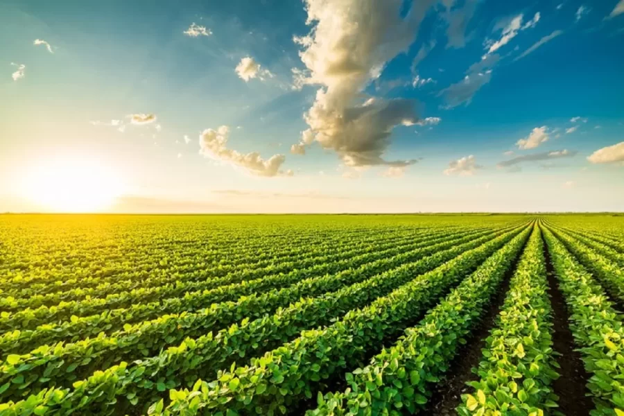 MT ENCERRA SEU 11º ANO CONSECUTIVO LIDERANDO PRODUÇÃO AGRÍCOLA DO PAÍS