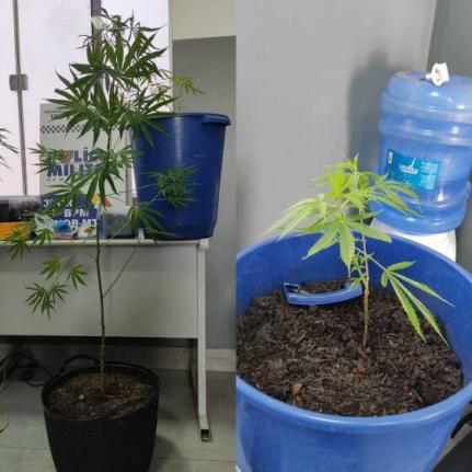 Bebê é encontrado ‘risonho e zonzo’ no mesmo ambiente que pais fumavam maconha