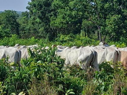 Homem é preso acusado de negociar venda de gado furtado; 80 animais recuperados