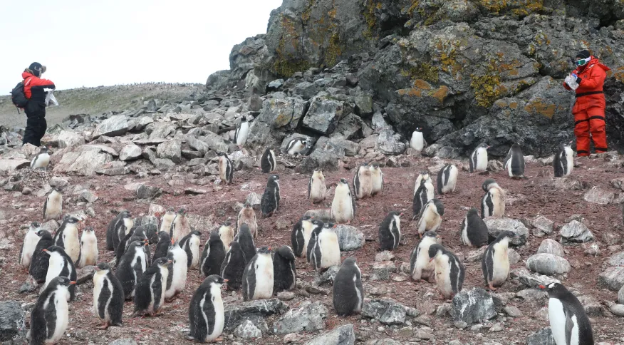 Fiocruz identifica gripe aviária em pinguins na Antártica; vírus não circula no Brasil