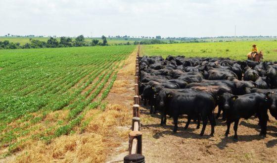 MT: PRODUÇÃO AGROPECUÁRIA:   Receita no campo terá novo recorde em MT em 2022: R$ 211,4 bilhões