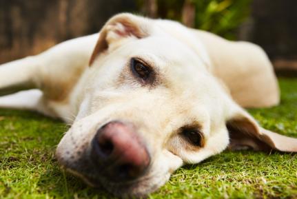 Polícia prende homem que atirou na cara de cachorro com espingarda