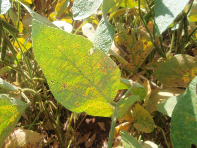 MT:     Focos de ferrugem-asiática no sul de Mato Grosso acendem alerta