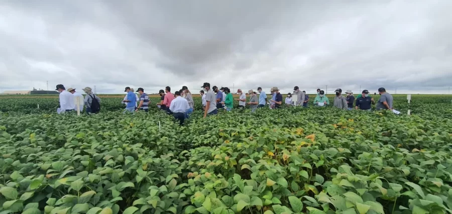 MT:   COM SOJA EM PLENO DESENVOLVIMENTO, DIAS DE CAMPO TÊM INÍCIO EM MT