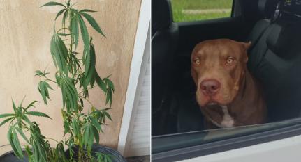 Veja vídeo – pitbull ‘dedura’ pés de maconha na casa de seu dono no Parque Cuiabá