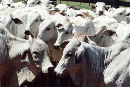 MT:  FOGO AMIGO:   Vaca louca Com vendas paradas, indústria da carne de MT amarga novo prejuízo