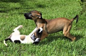 MT:  Sábado (11) é dia de ‘Carna Folia Pet’ e feira de adoção de cães e gatos; ‘Esquenta’ do Folia Cuiabana 2023 será no domingo (12)