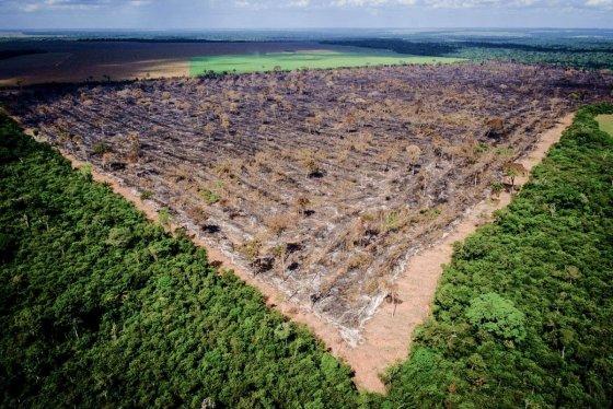 MT:  DESTRUIÇÃO DO BIOMA:   Inpe: MT teve metade da área devastada na Amazônia em fevereiro