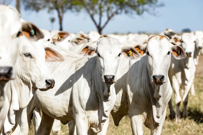 MT:  Com novo recorde, MT se mantém na liderança com o maior rebanho bovino do país