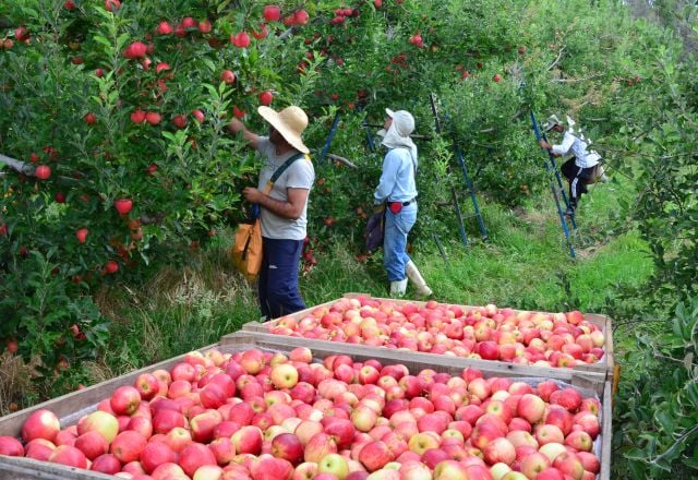 População ocupada no agro atinge maior contingente desde 2015