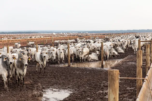 Mato Grosso pode superar GO e MS juntos em Valor Bruto da Produção