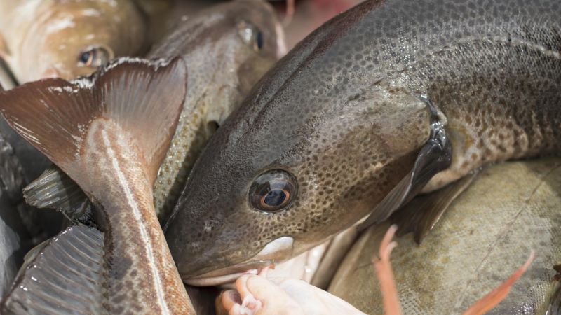 Como bacalhau virou prato típico da Sexta-Feira Santa