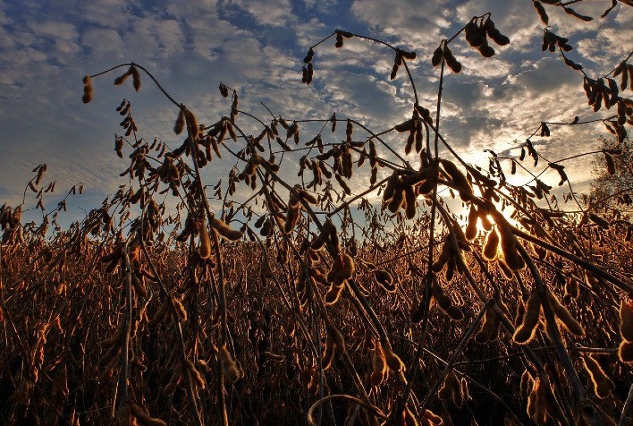 MT:  Valor da produção da soja em Mato Grosso aumenta 5,7% e chega a R$ 110,2 bilhões