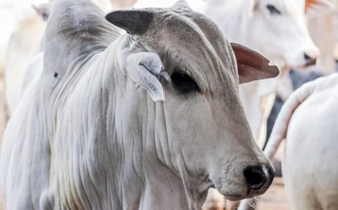 MT:  Da porteira para dentro, produção agro de MT deve crescer 8,4% em 2023