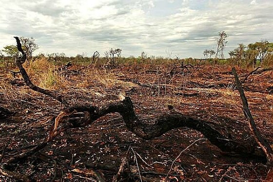 MT:  AMBIENTE:   Alertas de desmatamento batem novo recorde no cerrado