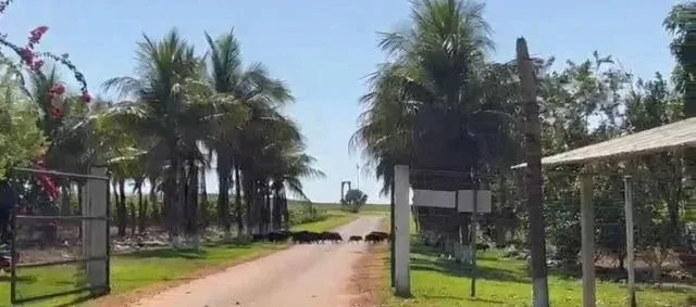 MT:  Porcos selvagens devastam lavouras de milho em MT