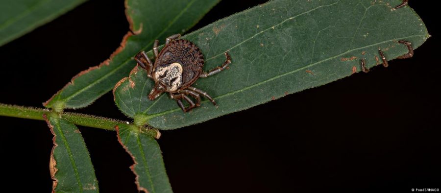 O que é a febre maculosa?