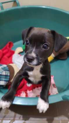 MT:  EM BUSCA DE UM LAR:   OPA-MT realiza Feira de Adoção de Animais neste sábado, em shopping de Cuiabá