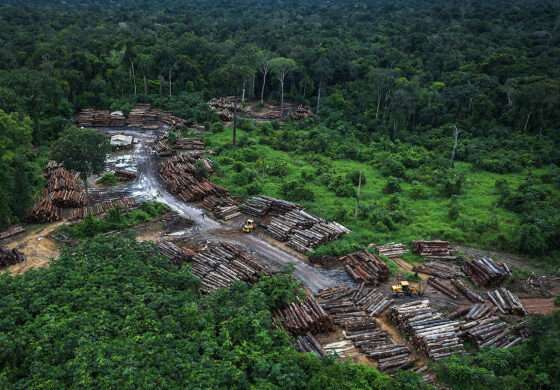 MT:  FLORESTAS AMEAÇADAS:   Mato Grosso é o 3° terceiro estado com maior área desmatada ilegalmente em 2022