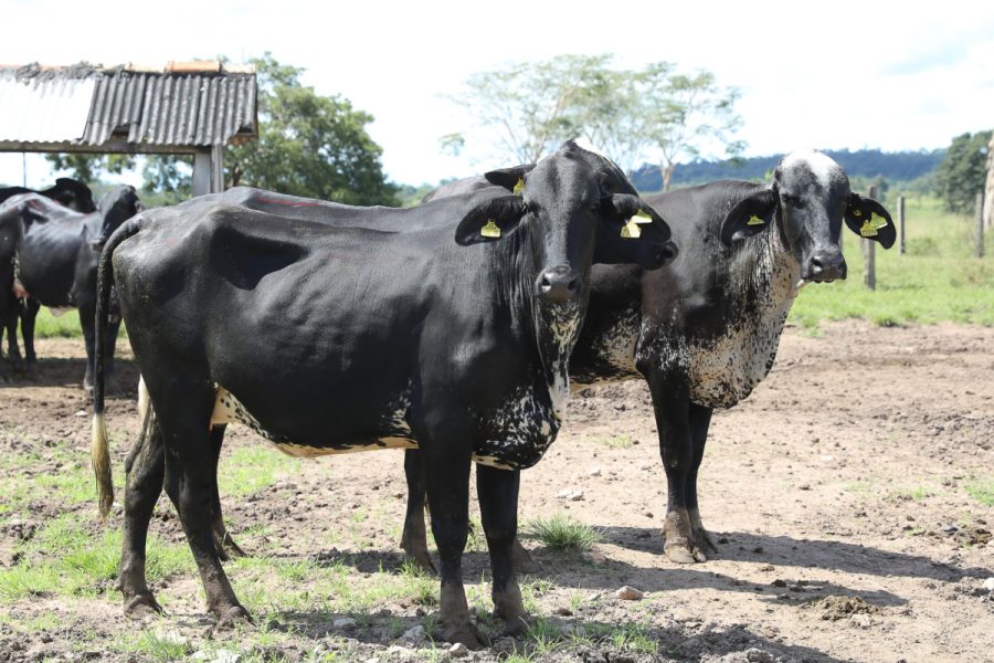 MT:   Governo de MT abre inscrições para programa de melhoramento genético do rebanho leiteiro