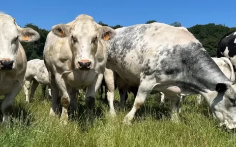 UE-Mercosul na visão de um pecuarista belga e uma brasileira