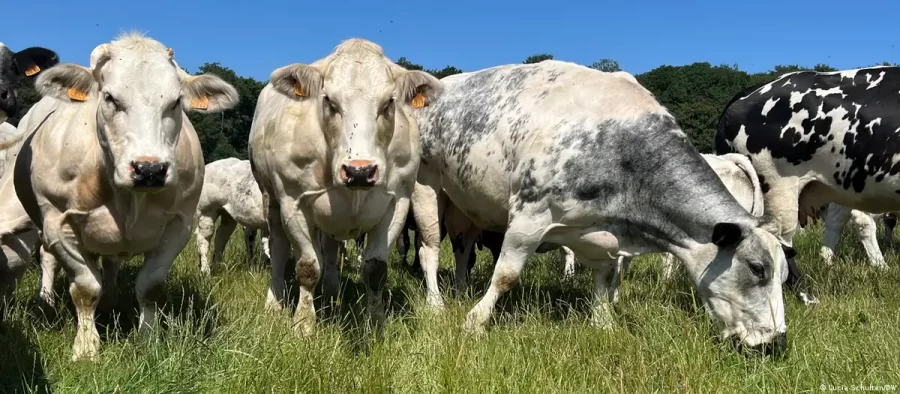 UE-Mercosul na visão de um pecuarista belga e uma brasileira