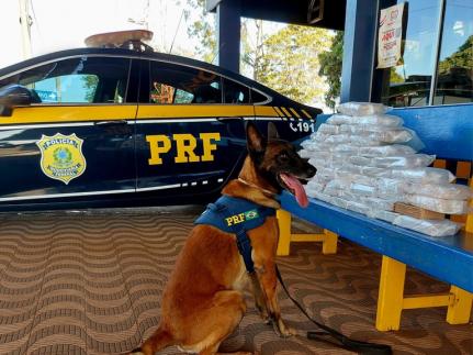 Com auxílio do cão farejador, PRF apreende mais de 47kg de cocaína