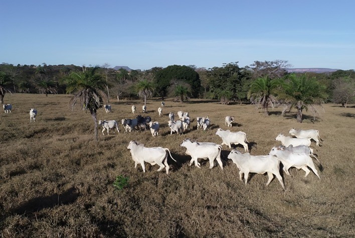 MT:  Oportunidades e desafios da pecuária sustentável são tema de evento em Mato Grosso