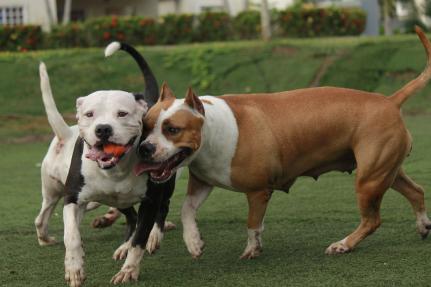 FÚRIA: Pitbulls escapam, atacam pessoas e matam animais em MT