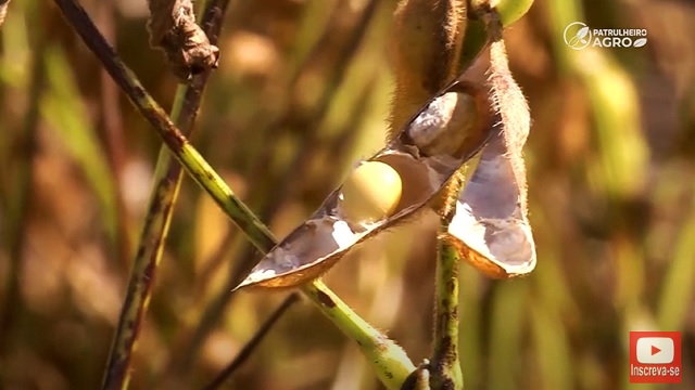 ESTUDO APONTA IMPACTO NEGATIVO DE MUDANÇAS CLIMÁTICAS NA AGRICULTURA