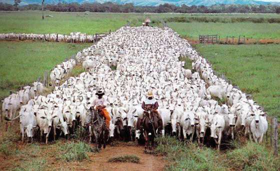 MT:  GADO BOVINO:   IBGE confirma liderança de MT na pecuária: 34,2 milhões de cabeças