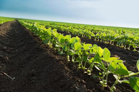 MT:  PROJETO INCENTIVA PRODUÇÃO DE SOJA RESPONSÁVEL EM MATO GROSSO