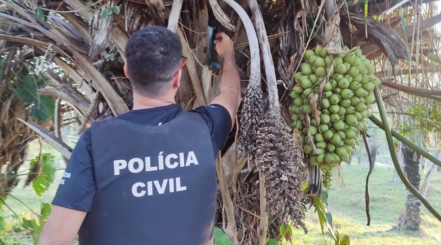 JAURU MT:  DESTAQUES:  PC apreende droga escondida em tronco de árvore durante operação de combate ao tráfico