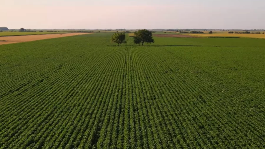 MT:  Cidade de MT lidera ranking de produção agrícola; confira o top 10