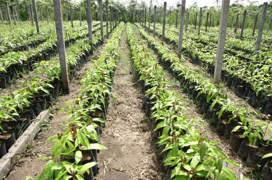 MT:  FINANCIADA PELA FAPEMAT:   Pesquisa procura popularizar o uso do pó de rocha na produção agrícola e em pastagens