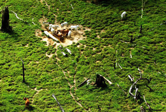 MT:  VEGETAÇÃO NATIVA:   Mato Grosso tem 15,5 milhões de hectares transformados em pasto