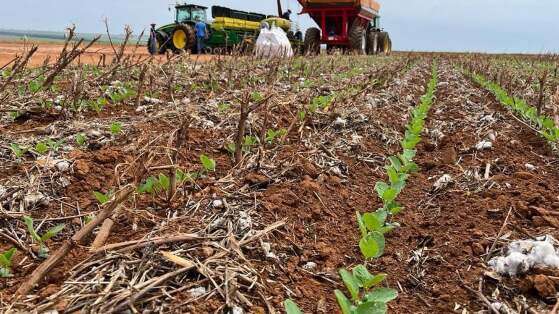 MT:   PREOCUPANTE:   Mato Grosso registra replantio de soja por falta de chuva e temperaturas acima de 44 °C