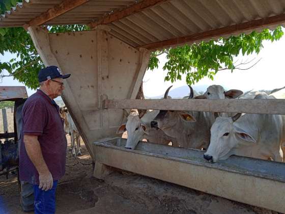 MT:  DESENVOLVIMENTO:   Inseminação artificial bovina é caso de sucesso em MT