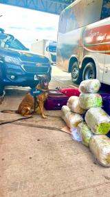 EM ÔNIBUS INTERESTADUAL: Mulher é presa transportando mais de 12 kg de maconha