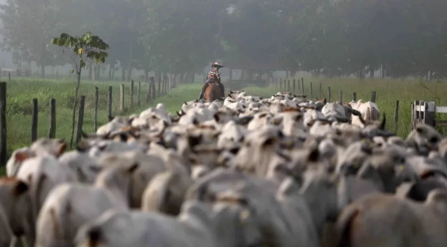 MT:  JBS reabre fábrica de bovinos em MT, que será a maior da América Latina