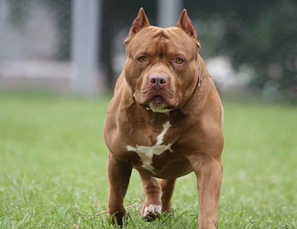 EM ESTADO GRAVE: Menino de 4 anos é atacado por pitbull do avô no interior