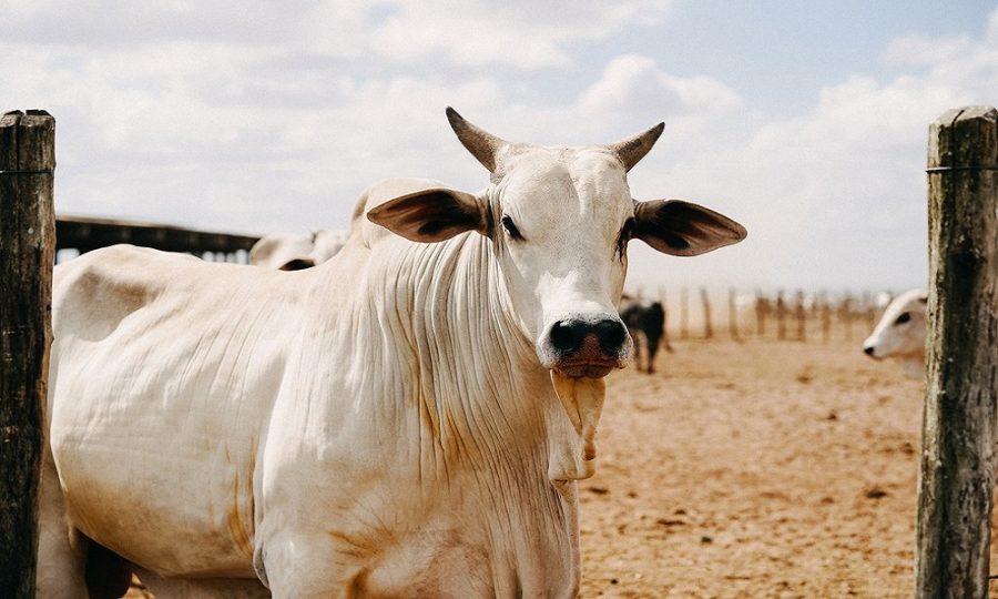 Volume exportado de carne bovina atinge 166,1 mil toneladas até a quarta semana de dezembro/23