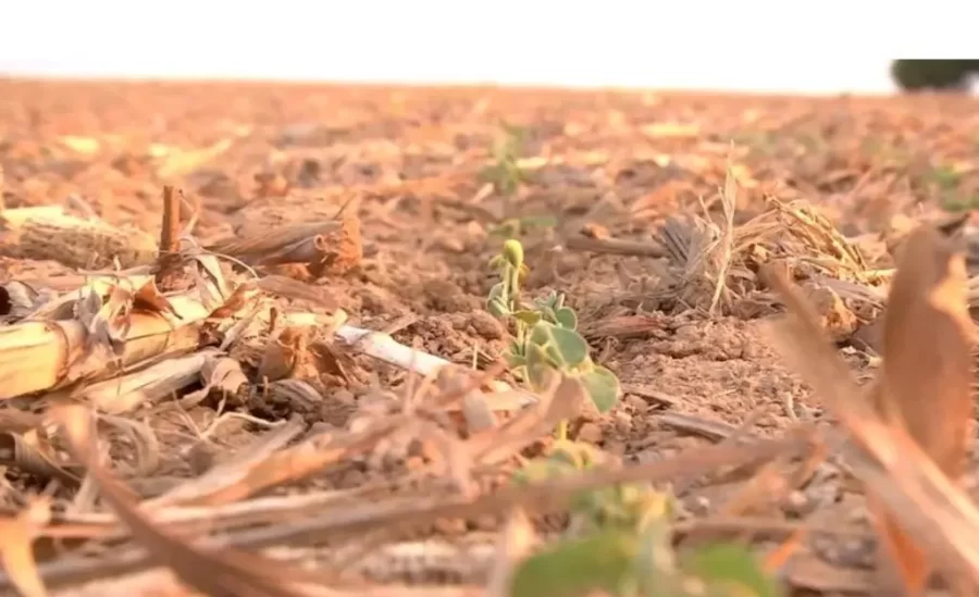 MT: Produção de cana pode cair 20% com mudanças climáticas, diz estudo